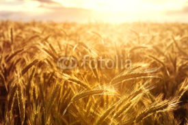 Naklejki Wheat crops towards the setting sun