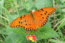 Fototapety Butterfly