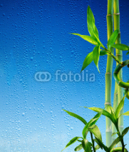 Naklejki bamboo stalks on blue glass wet - spa background