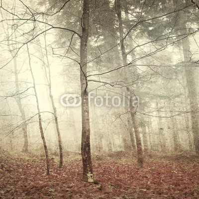 Grunge mystic forest