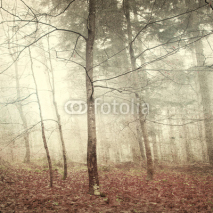 Fototapety Grunge mystic forest