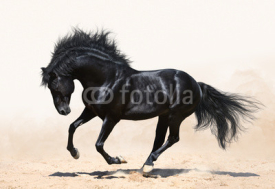 Naklejki Black horse galloping