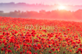 Fototapety red poppy field in morning mist