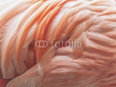 Flamingo Feathers Background