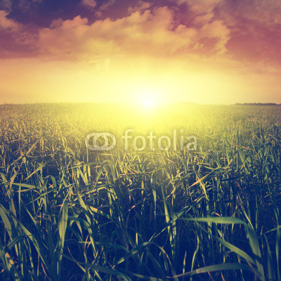 Summer field at sunset.Vintage style.