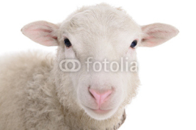 Naklejki sheep isolated on white