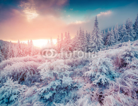Obrazy i plakaty Colorful winter sunrise in the Carpathian mountain forest.