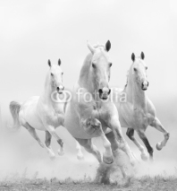 Naklejki white horses in dust
