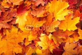 Obrazy i plakaty Background group autumn orange leaves.