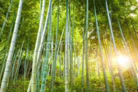 Naklejki Bamboo forest with sunlight