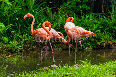 Pink flamingo in park