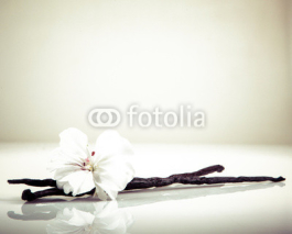Fototapety Vanilla Bean And Flower