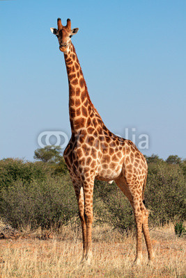 Giraffe bull