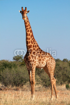 Fototapety Giraffe bull