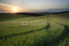 Fototapety Summer landscape image of wheat field at sunset with beautiful l