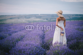 Naklejki Beautiful young woman posing in a lavender field