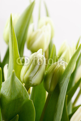 green tulips