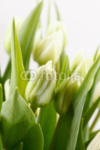Fototapety green tulips