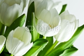 Naklejki White Tulips