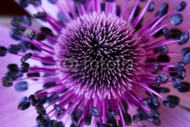 Naklejki anamone flower