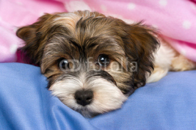Fototapety Cute tricolor Havanese puppy dog is lying in a bed