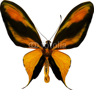 tropical yellow, black and orange butterfly isolated on white