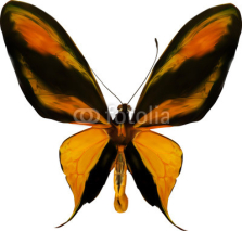Naklejki tropical yellow, black and orange butterfly isolated on white