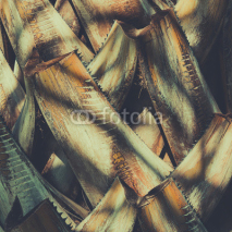 Obrazy i plakaty Abstract vintage tropical natural pattern. Retro toned.