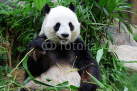 Naklejki giant panda bear eating bamboo
