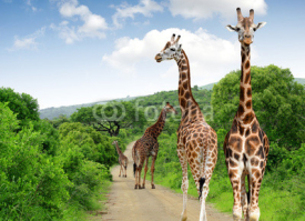 Naklejki Giraffes in Kruger park South Africa