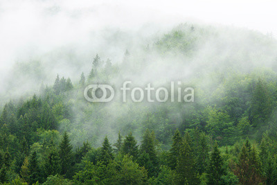Misty  forest 