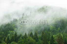 Fototapety Misty  forest 