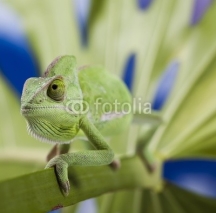 Fototapety Chameleon on the leaf