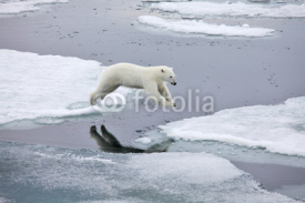 Naklejki Polar bear in natural environment