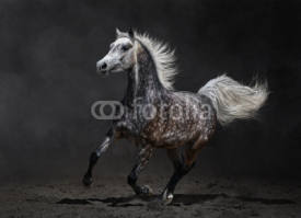 Obrazy i plakaty Gray arabian horse gallops on dark background