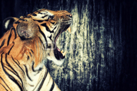 Naklejki Tiger against grunge wall