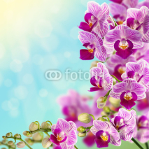 Naklejki Beautiful pink orchid.