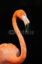 Fototapety Flamingo 4