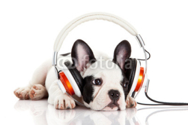 Naklejki dog listening to music with headphones isolated on white backgro