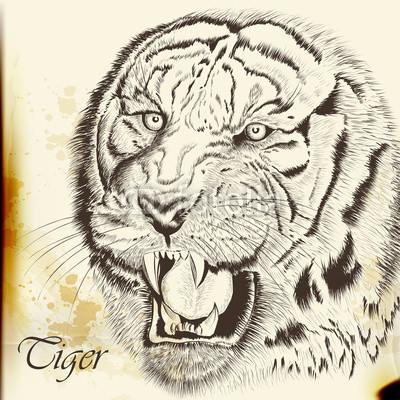 Hand drawn vector  portrait of tiger in vintage style