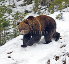 Naklejki Brown bear in the woods in winter