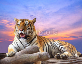 Fototapety Tiger looking something on the rock with beautiful sky at sunset