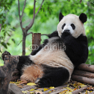 Panda bear sitting and relaxing