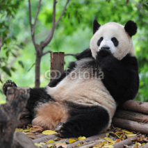 Fototapety Panda bear sitting and relaxing