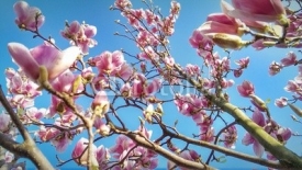 Fototapety Magnolia
