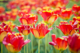 Naklejki Scarlet tulips in garden
