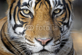 Naklejki Portrait of a Bengal Tiger.