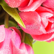 Fototapety Pink tulips