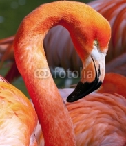 Naklejki American Flamingo - Phoenicopterus ruber