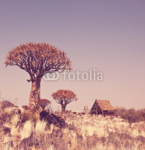 Naklejki African tree